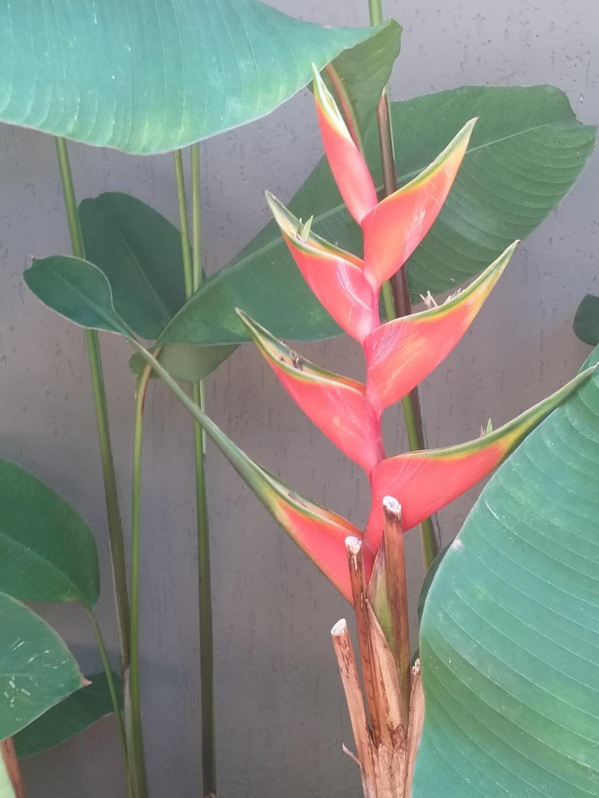 Chale Tulipa - Centro Praia Da Pipa Praia de Pipa 외부 사진